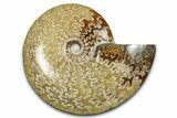 Polished Ammonite (Cleoniceras) Fossil - Madagascar #339255-1